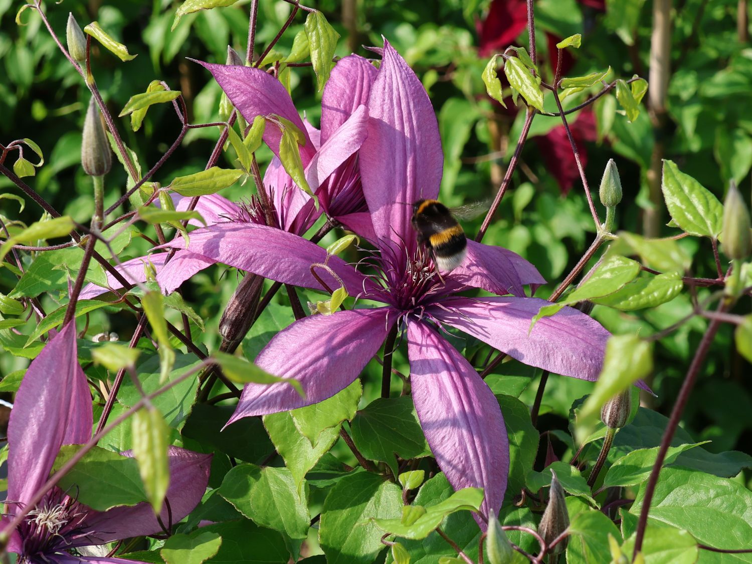 Waldrebe 'Giselle' - Clematis 'Giselle'