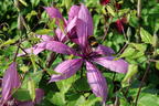 Waldrebe 'Giselle' - Clematis 'Giselle'