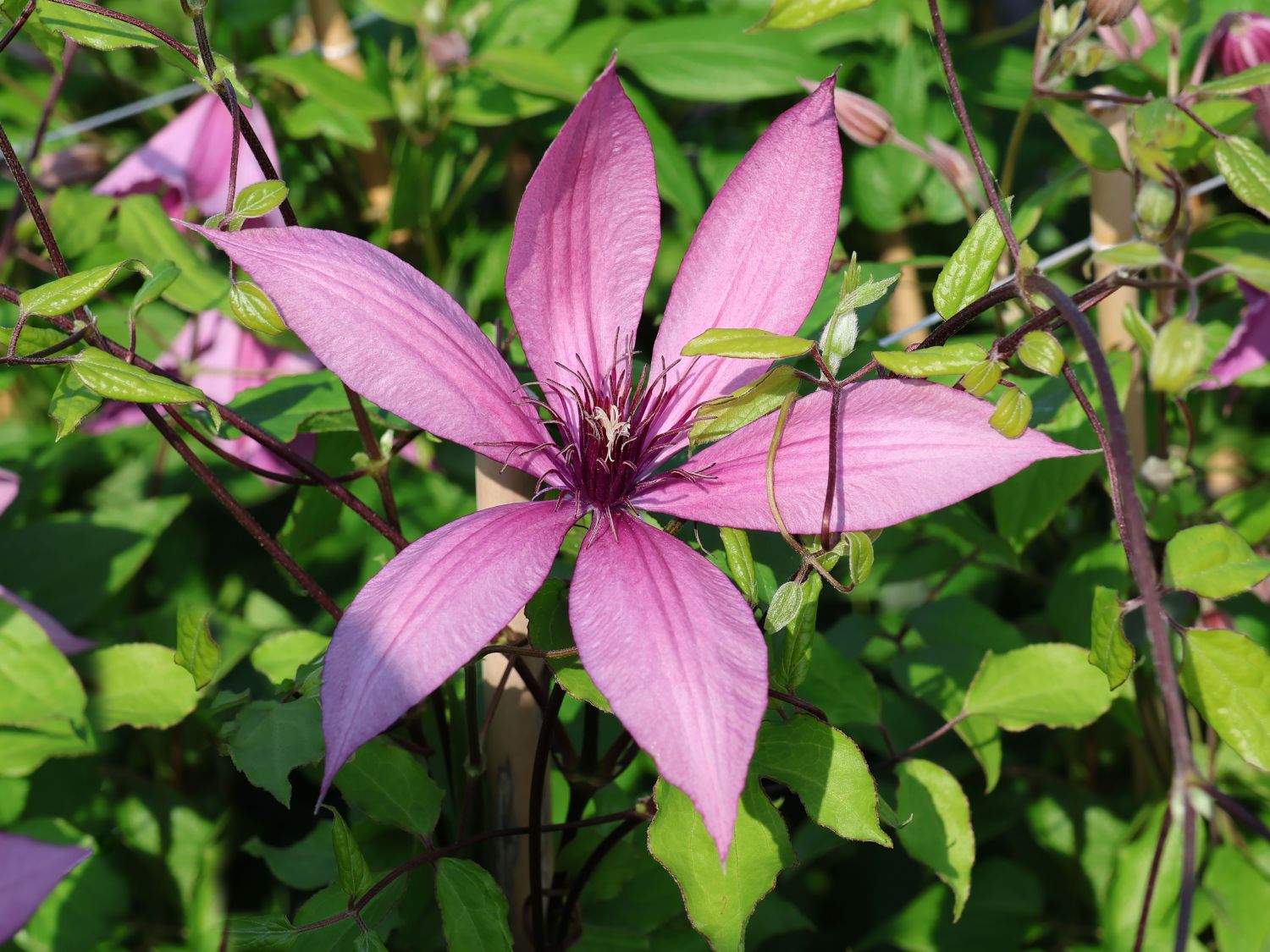Waldrebe 'Giselle' - Clematis 'Giselle'