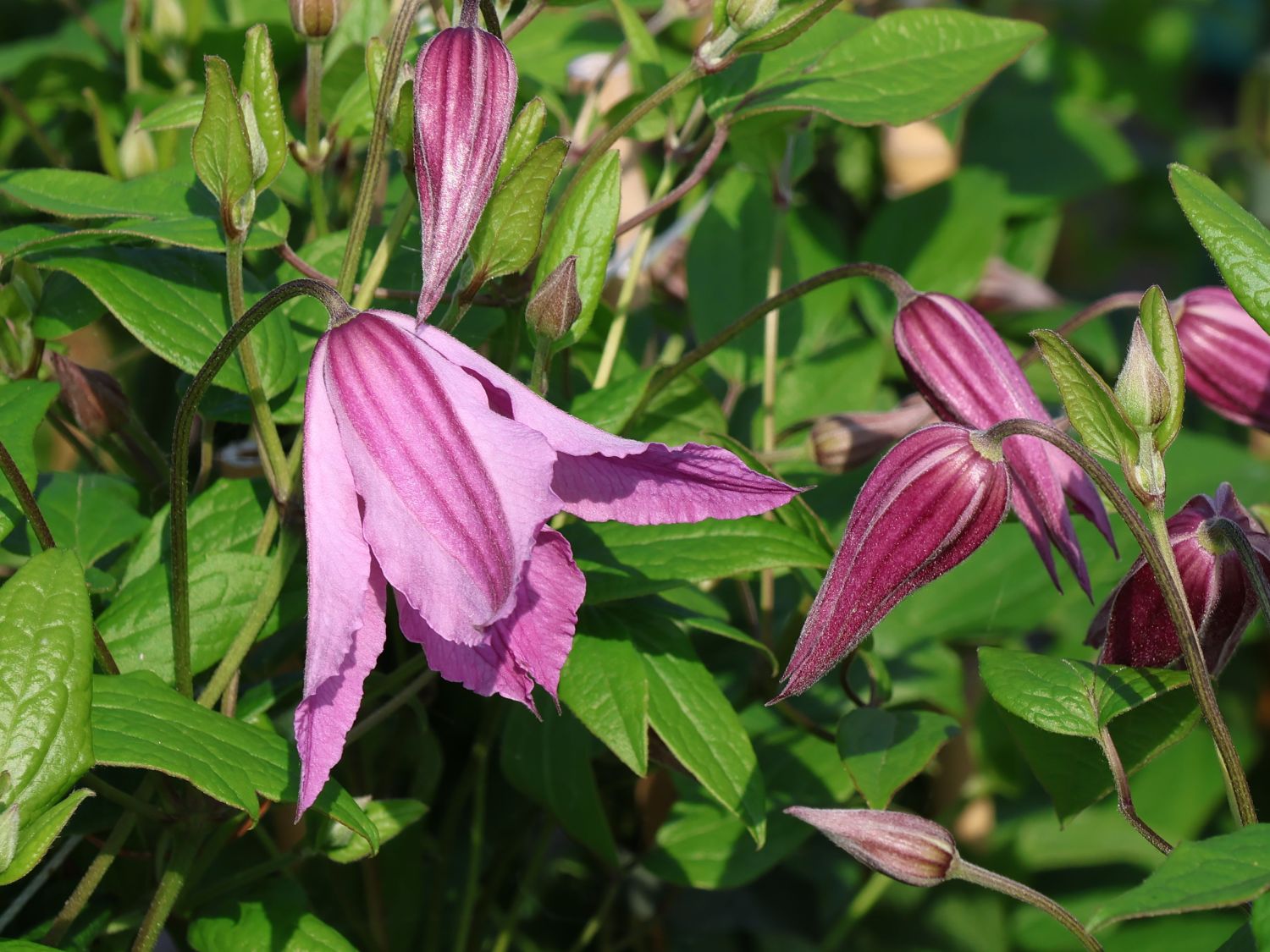 Waldrebe 'Giselle' - Clematis 'Giselle'
