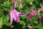 Waldrebe 'Giselle' - Clematis 'Giselle'