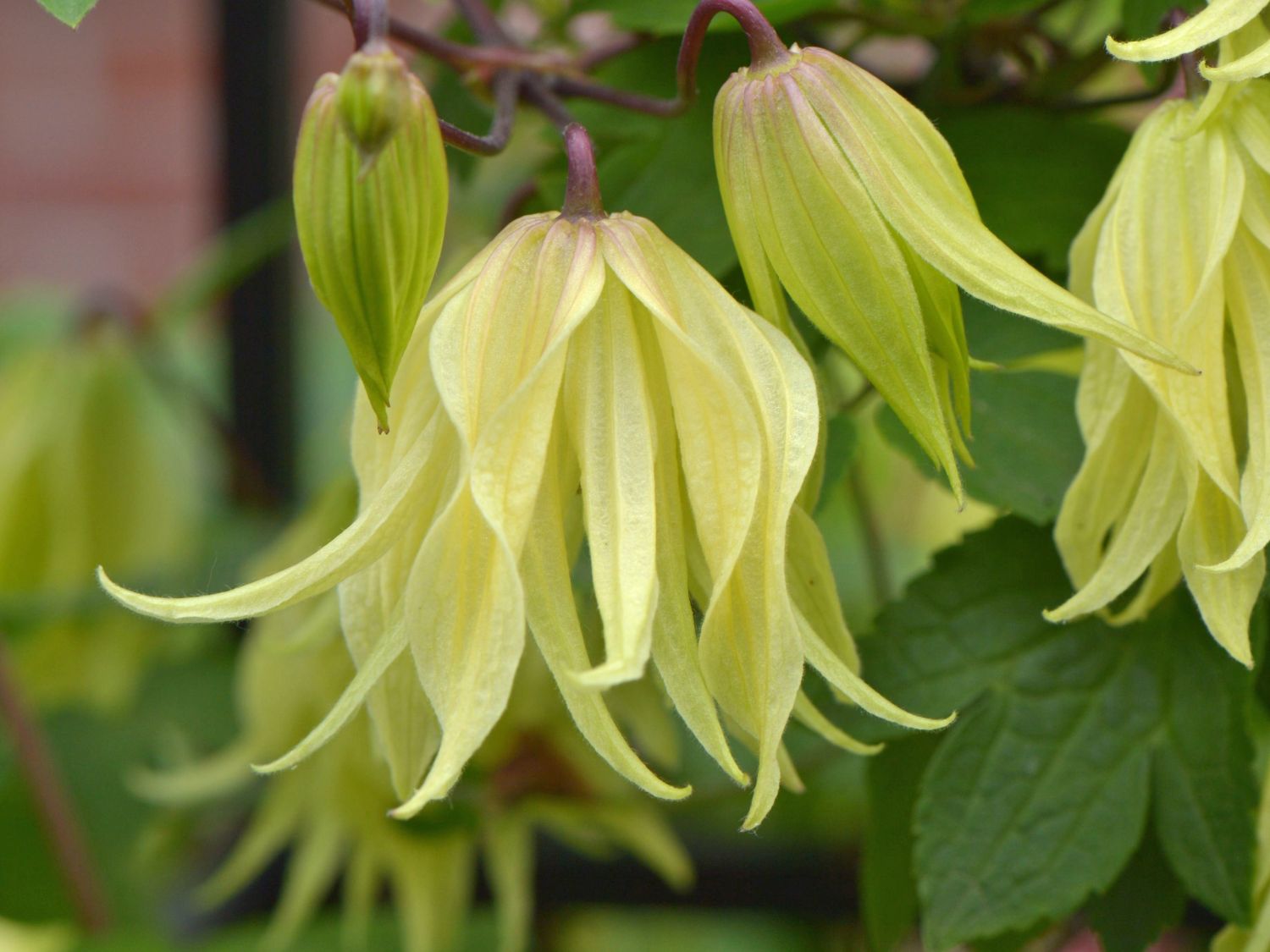 Waldrebe 'Golden Surprise'