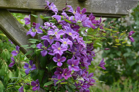 Waldrebe 'Grześ' - Clematis 'Grześ'
