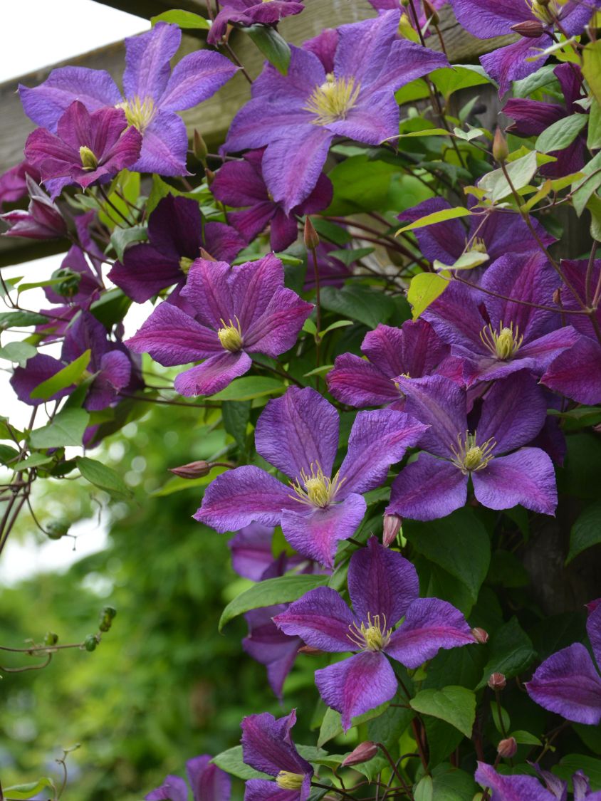 Waldrebe 'Grześ' - Clematis 'Grześ'