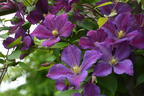 Waldrebe 'Grześ' - Clematis 'Grześ'