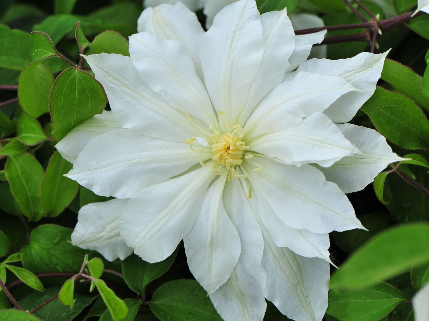 Waldrebe 'Halina Noll'