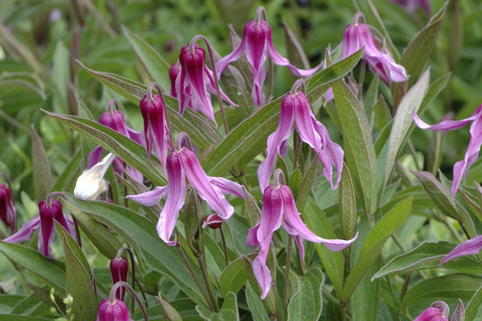 Waldrebe 'Hanajima' - Clematis 'Hanajima'