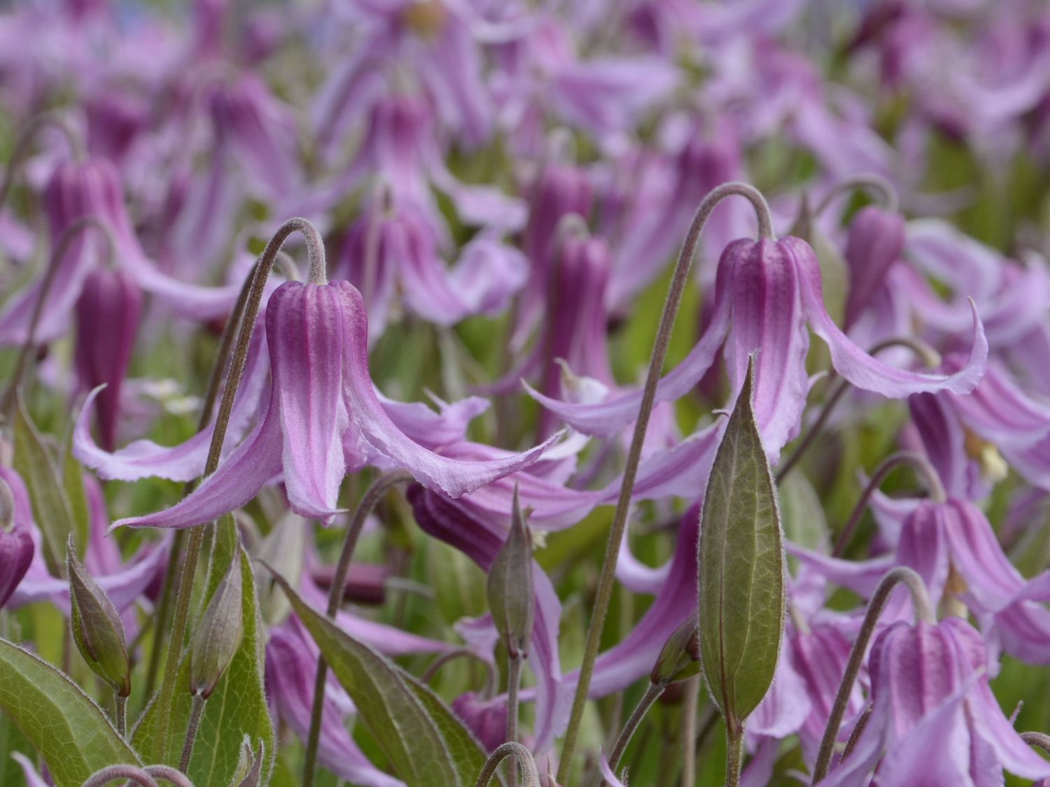 Waldrebe 'Hanajima' - Clematis 'Hanajima'