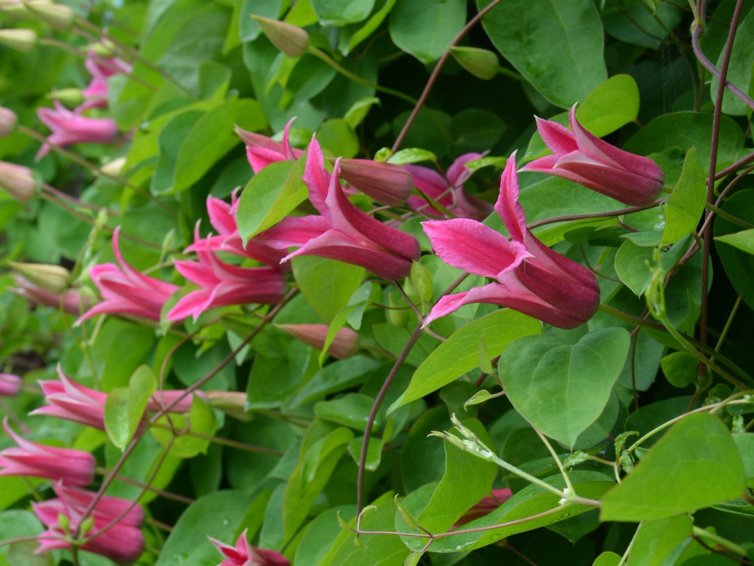 Waldrebe 'Happy Diana'