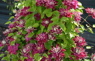 Waldrebe 'Hot Love'