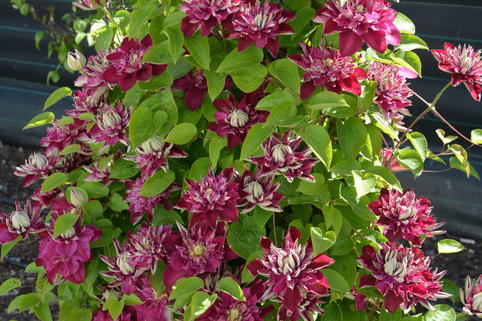 Waldrebe 'Hot Love' - Clematis 'Hot Love'