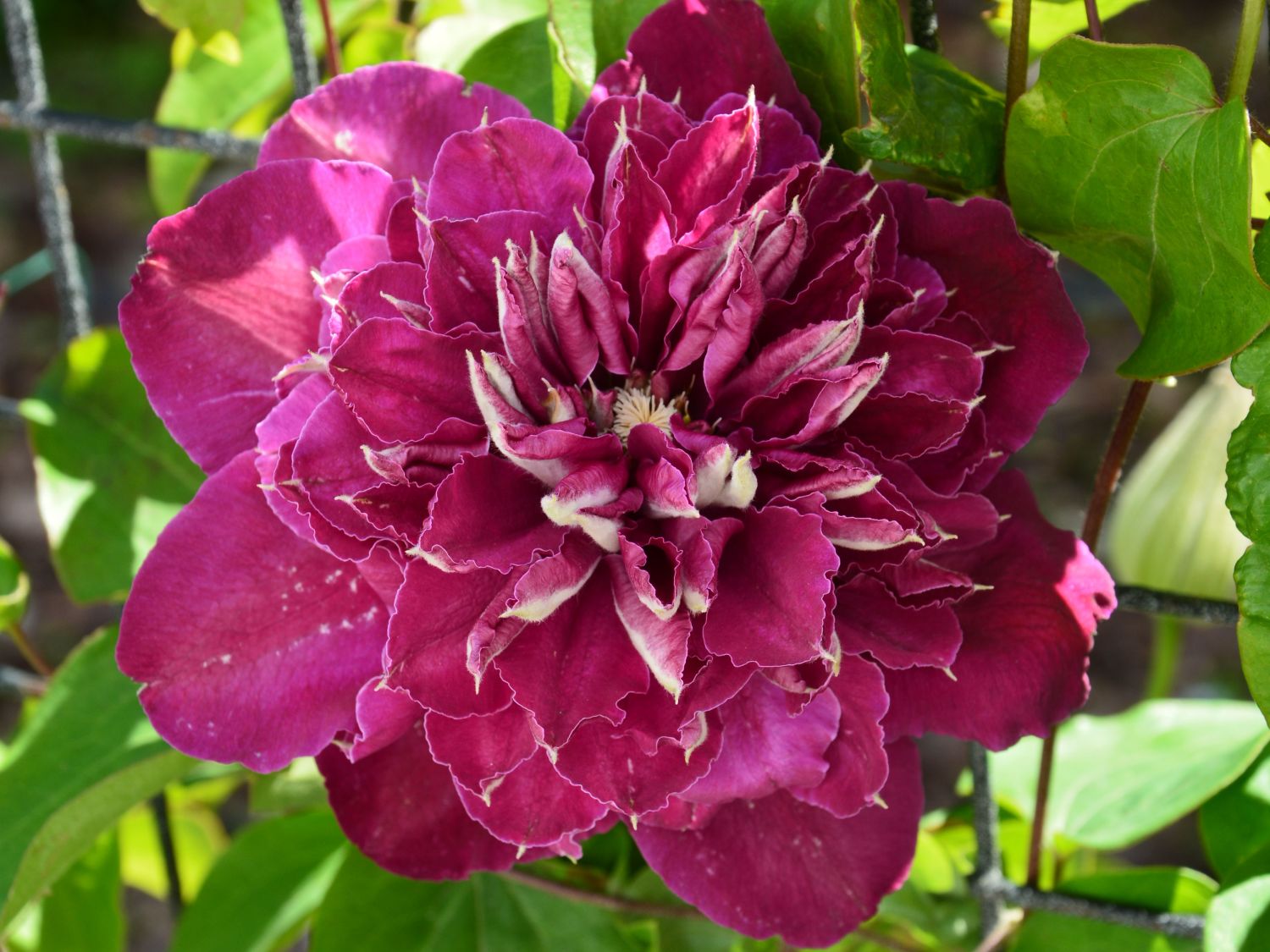 Waldrebe 'Hot Love' - Clematis 'Hot Love'