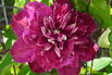 Waldrebe 'Hot Love' - Clematis 'Hot Love'