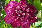 Waldrebe 'Hot Love' - Clematis 'Hot Love'