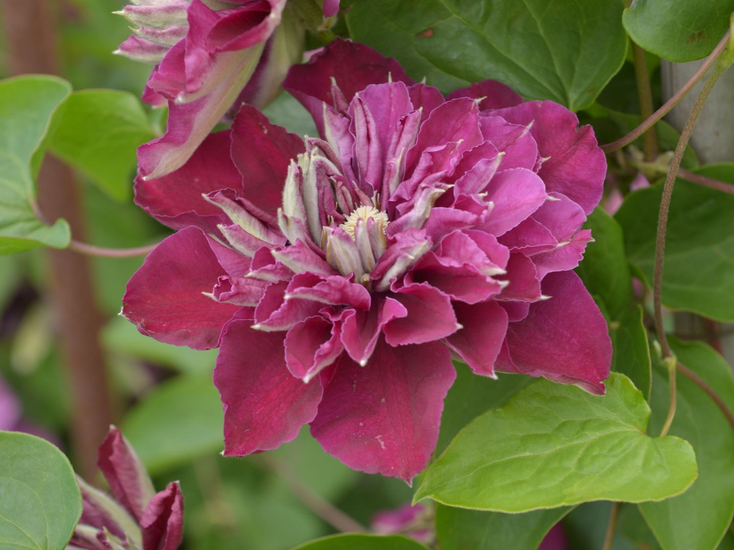 Waldrebe 'Hot Love' - Clematis 'Hot Love'
