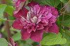 Waldrebe 'Hot Love' - Clematis 'Hot Love'
