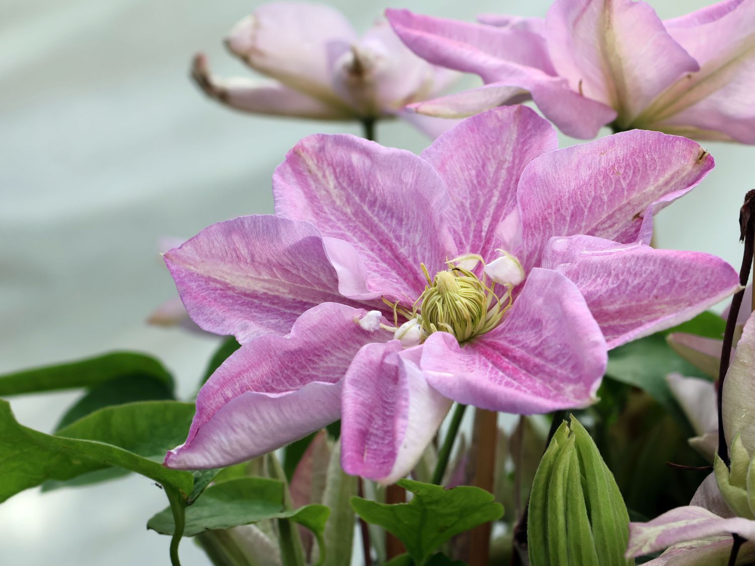 Waldrebe 'Innocent Blush' - Clematis 'Innocent Blush'