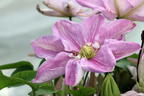 Waldrebe 'Innocent Blush' - Clematis 'Innocent Blush'