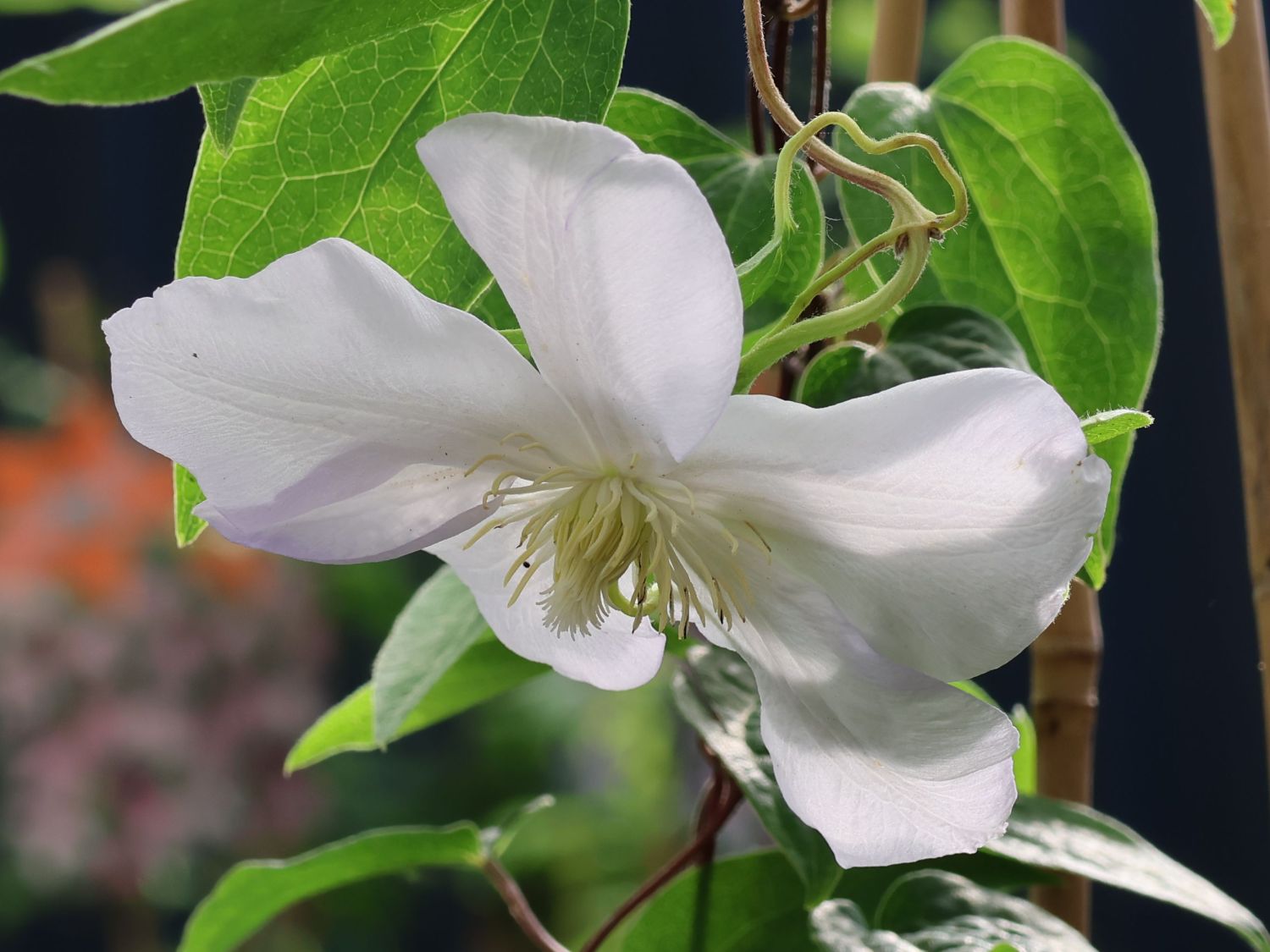 Waldrebe 'Innocent Blush' - Clematis 'Innocent Blush'
