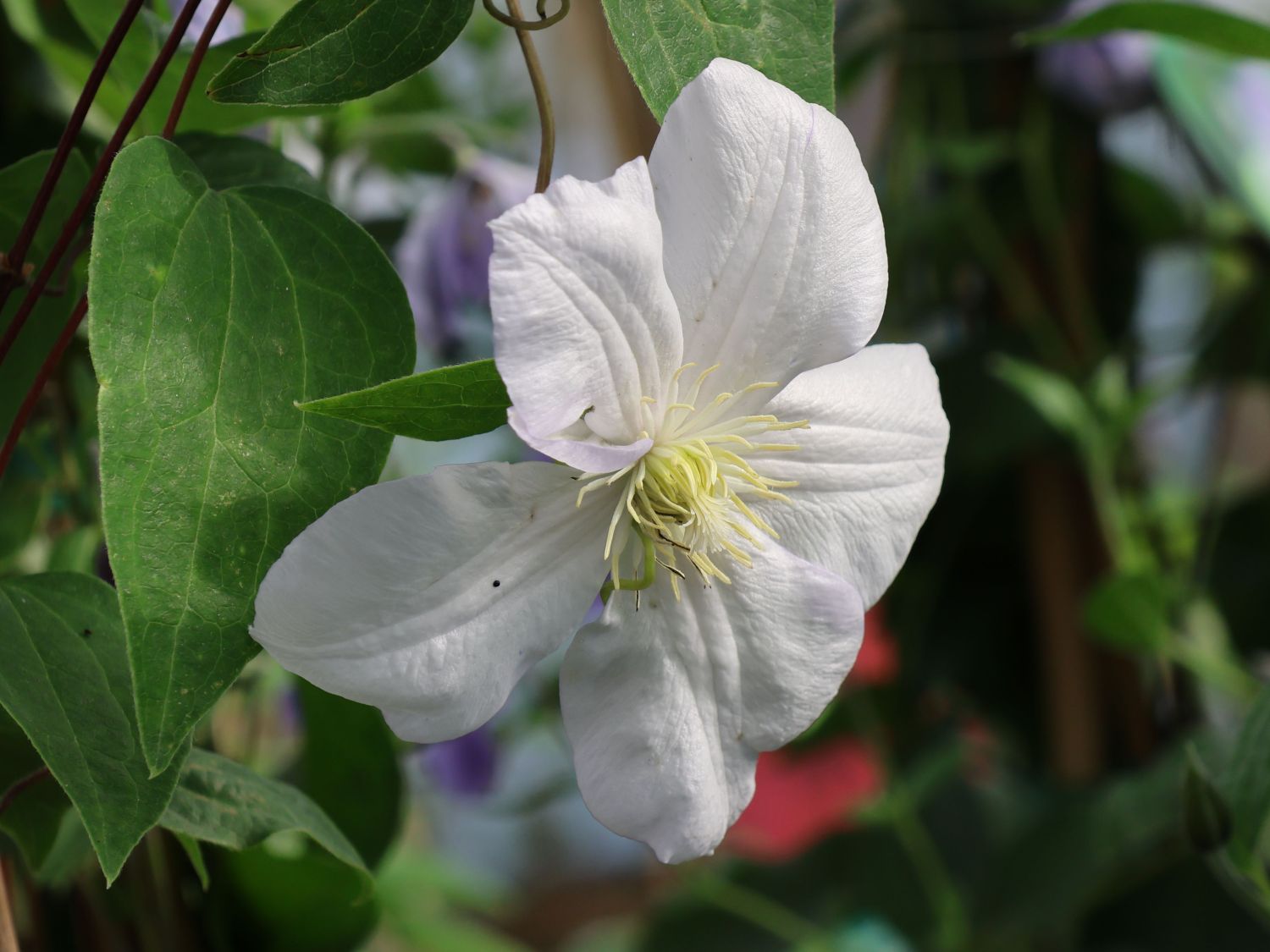 Waldrebe 'Innocent Blush' - Clematis 'Innocent Blush'