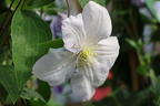 Waldrebe 'Innocent Blush' - Clematis 'Innocent Blush'