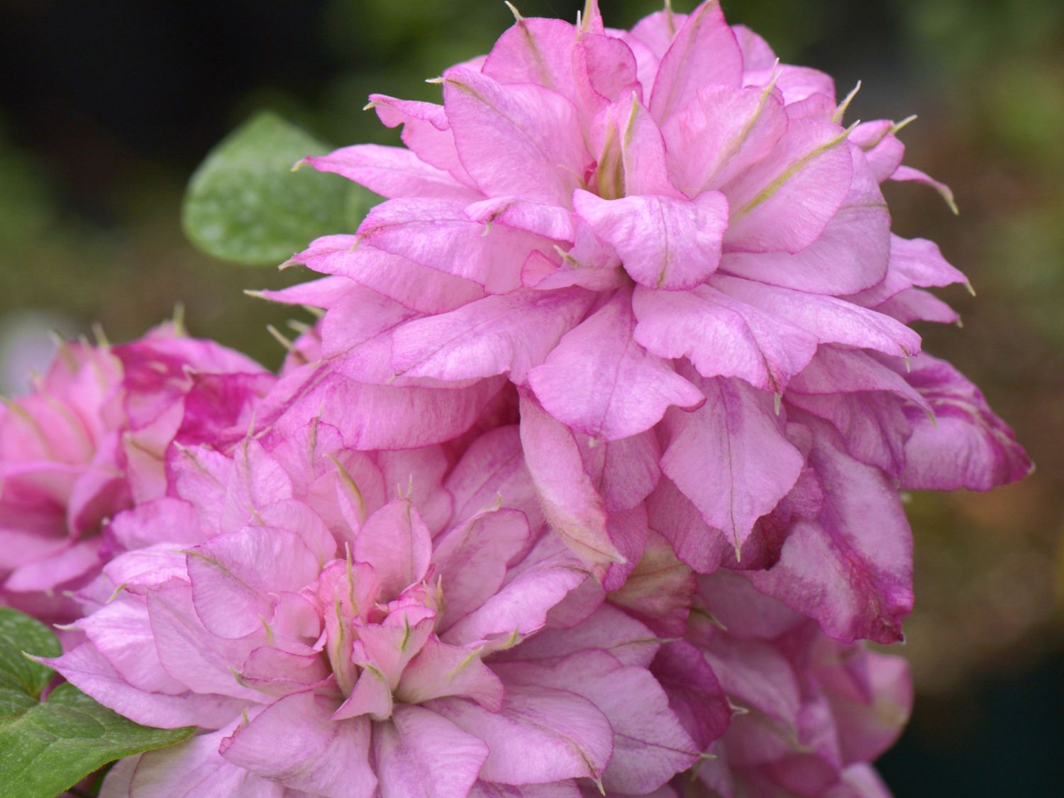 Waldrebe 'Innocent Glance'