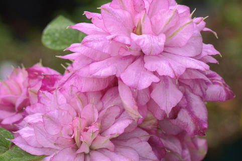 Waldrebe 'Innocent Glance' - Clematis 'Innocent Glance'