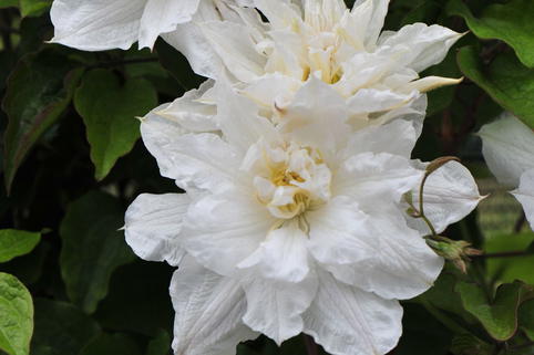 Waldrebe 'Isago' - Clematis 'Isago'