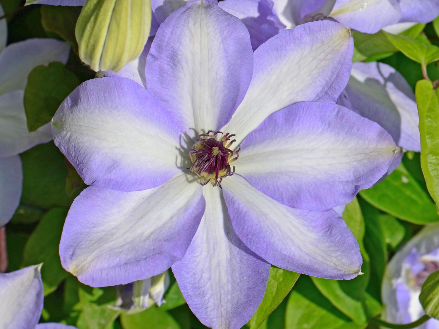 Waldrebe 'Ivan Olsson'