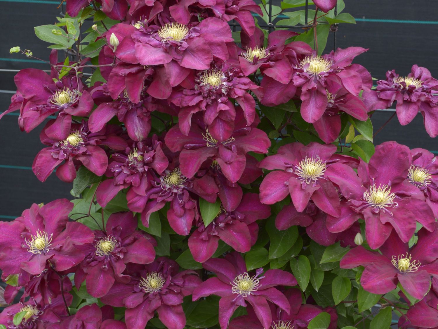 Waldrebe 'Jan III Sobieski'