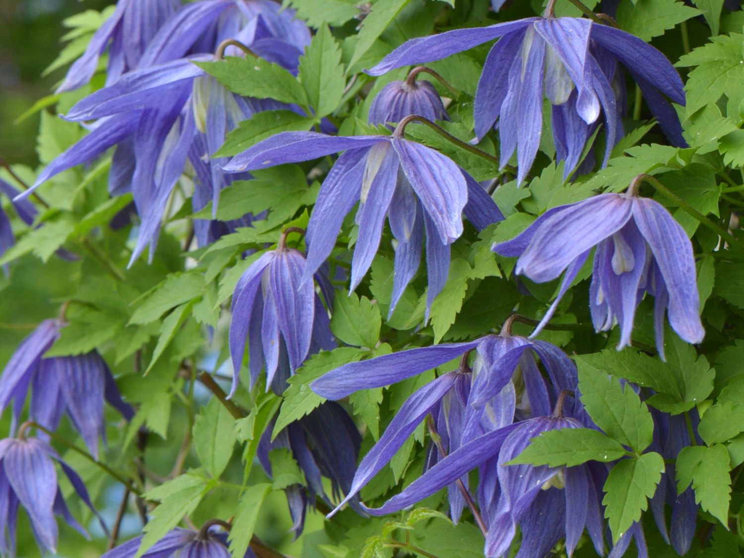 Waldrebe 'Jiska'