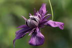 Waldrebe 'Kokonoe' - Clematis 'Kokonoe'