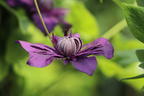 Waldrebe 'Kokonoe' - Clematis 'Kokonoe'