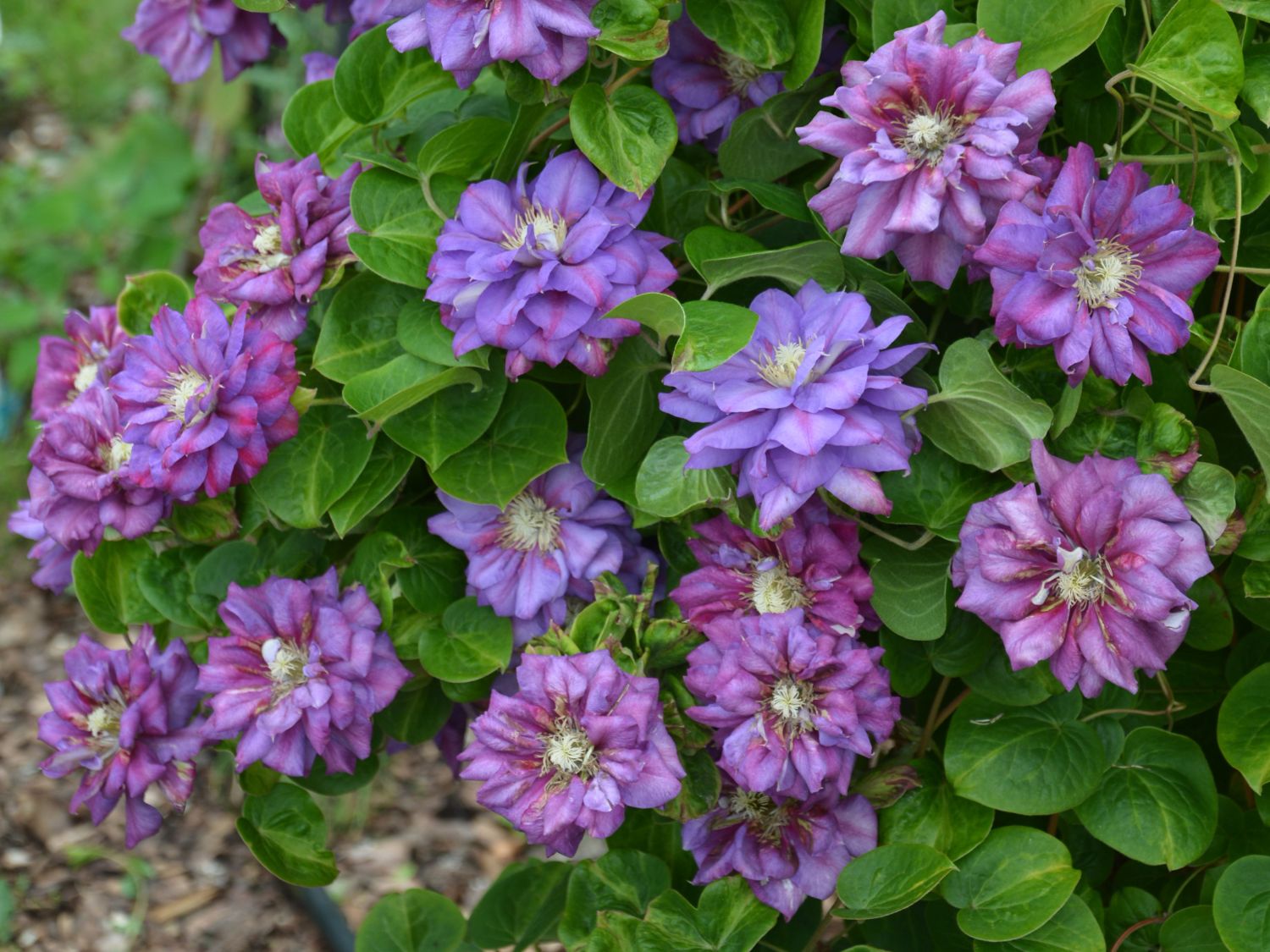 Waldrebe 'Królowa Bona'