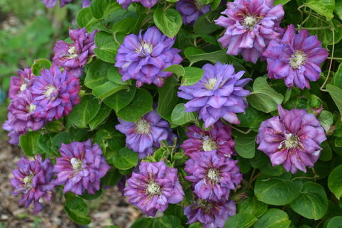 Waldrebe 'Królowa Bona' - Clematis 'Królowa Bona'