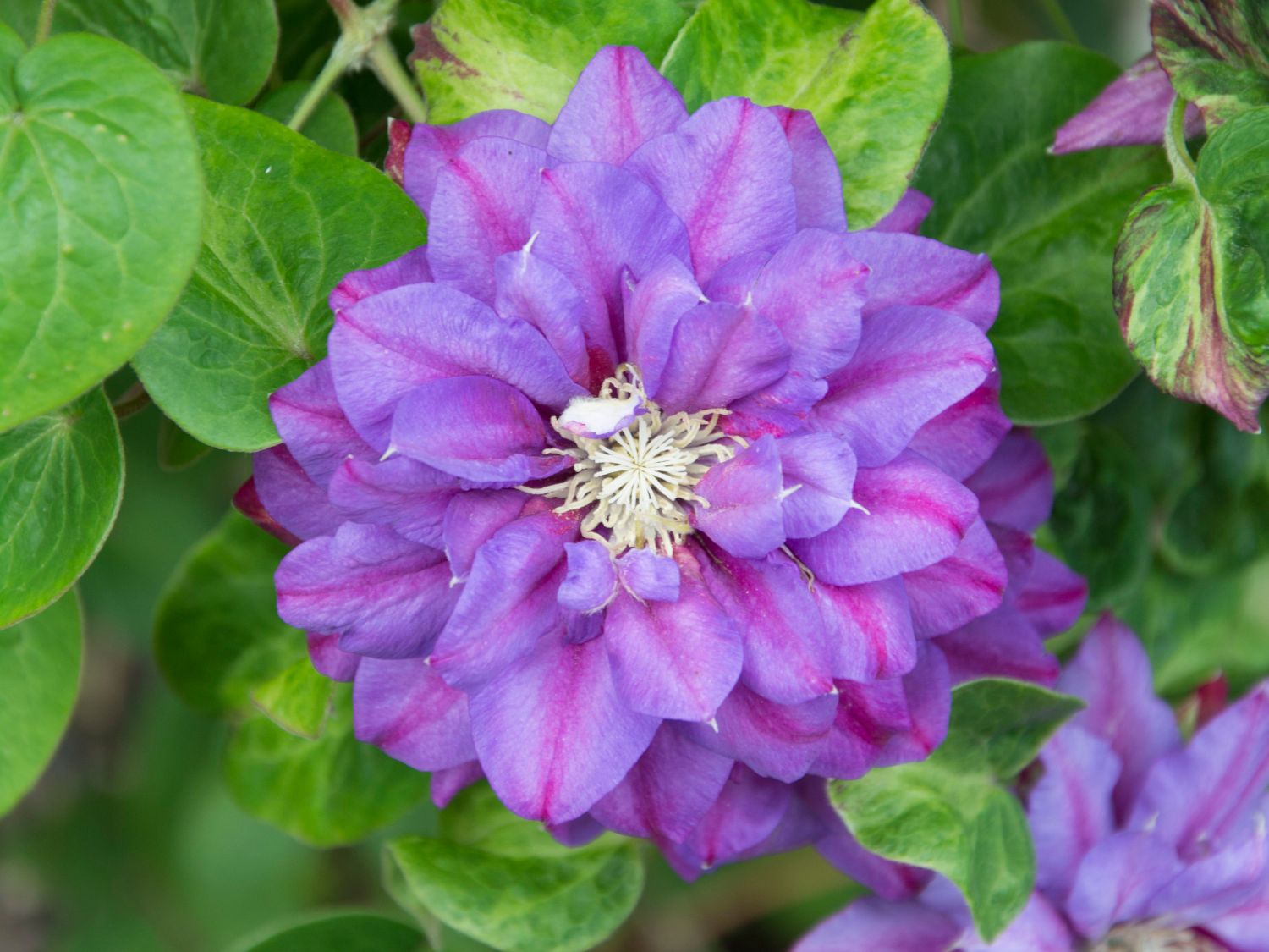 Waldrebe 'Królowa Bona' - Clematis 'Królowa Bona'