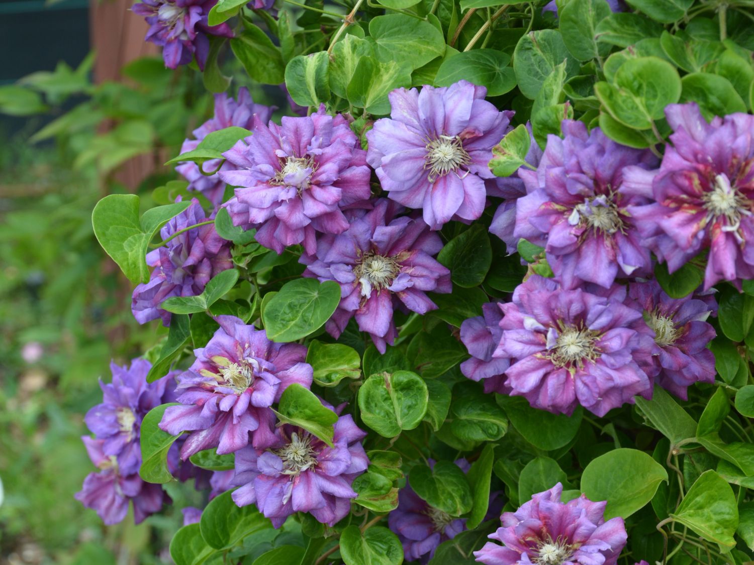 Waldrebe 'Królowa Bona' - Clematis 'Królowa Bona'