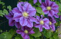 Waldrebe 'Lavender Beauty'