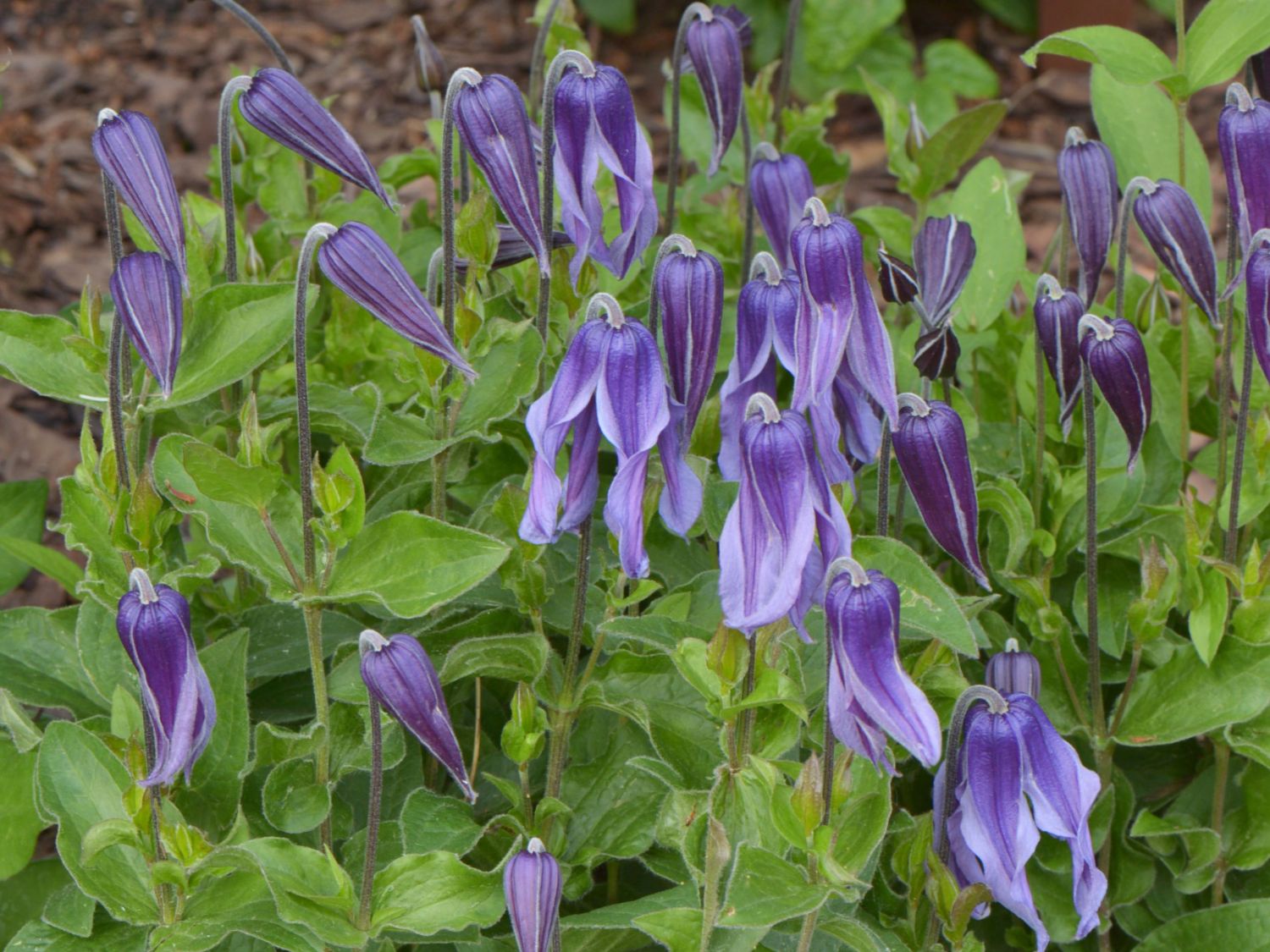 Waldrebe 'Little Artist'