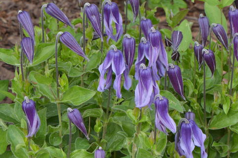 Waldrebe 'Little Artist' - Clematis 'Little Artist'