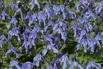 Waldrebe 'Little Artist' - Clematis 'Little Artist'