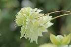 Waldrebe 'Manju' - Clematis 'Manju'