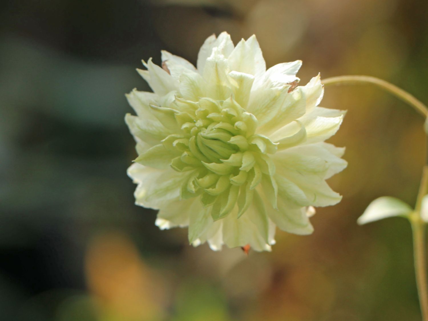 Waldrebe 'Manju' - Clematis 'Manju'