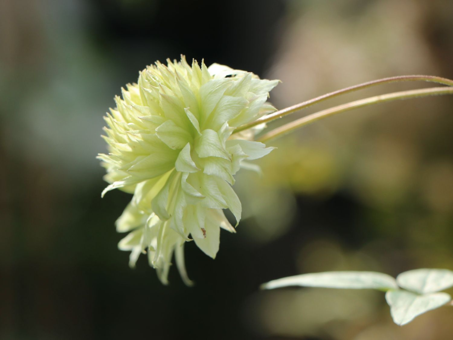 Waldrebe 'Manju' - Clematis 'Manju'
