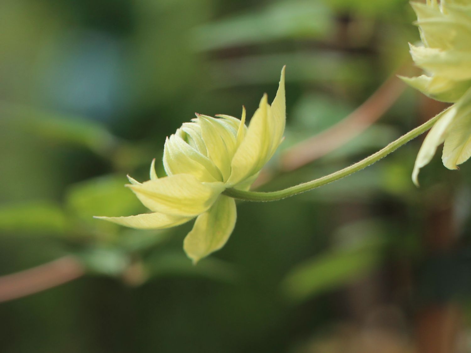 Waldrebe 'Manju' - Clematis 'Manju'