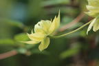 Waldrebe 'Manju' - Clematis 'Manju'