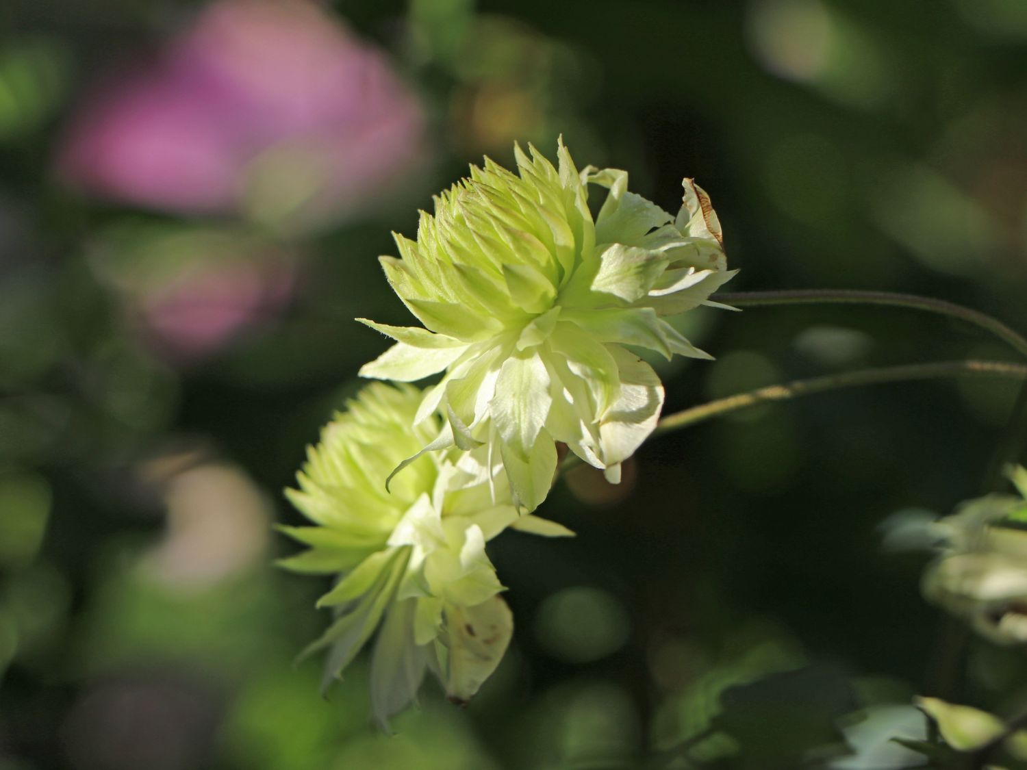 Waldrebe 'Manju' - Clematis 'Manju'