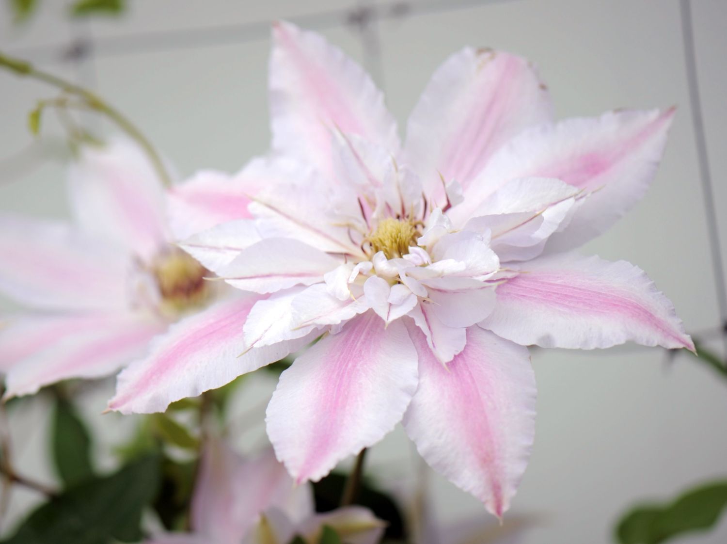 Waldrebe 'Matka Siedliska'