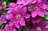 Waldrebe 'My Beauty'