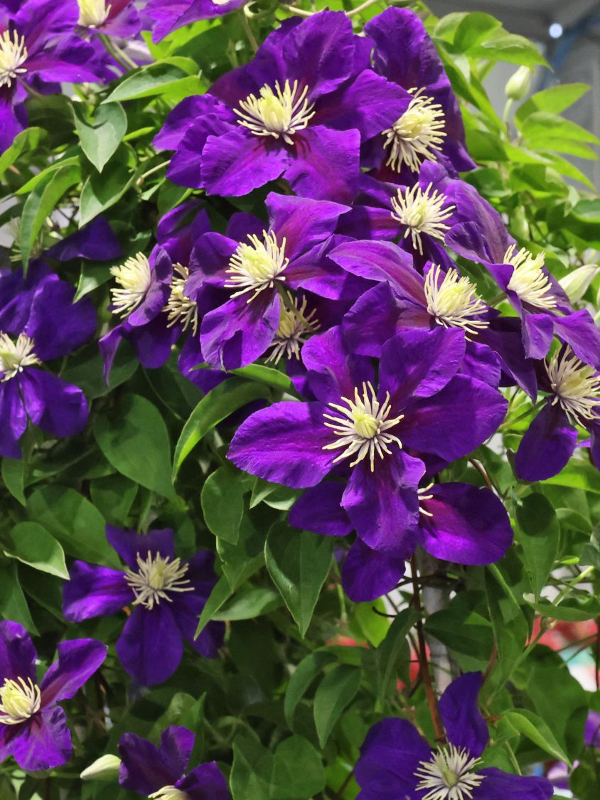 Waldrebe 'Neonka' - Clematis 'Neonka'